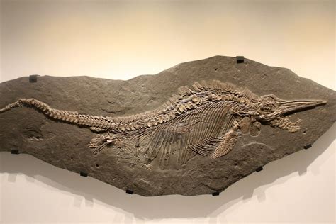 ichthyosaur fossils for sale